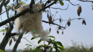 kapok fibre